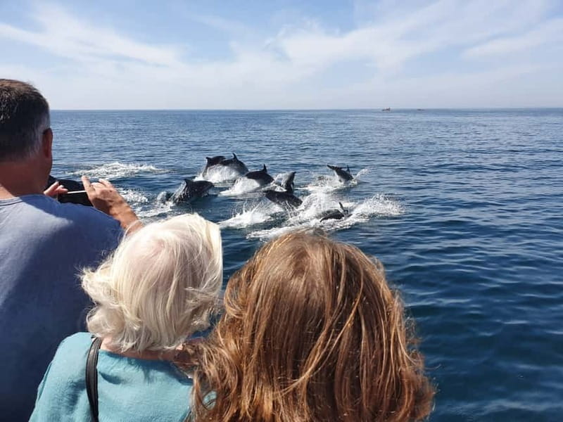 From Lagos: Dolphin Watching Catamaran Cruise - Dolphin Watching in Lagos, How to Maximize Your Chances