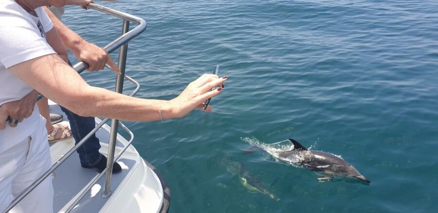 From Lagos: Dolphin Watching Catamaran Cruise - The Optional Swim Stop Near Benagil, Great If Conditions Allow