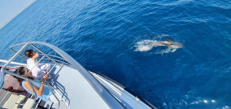 From Lagos: Dolphin Watching Catamaran Cruise - Comfort and Safety on Board, What You’ll Feel During the Trip