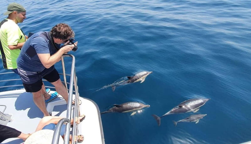 From Lagos: Dolphin Watching Catamaran Cruise - Price and Timing, Is It Good Value for $47 and 1.5 Hours?