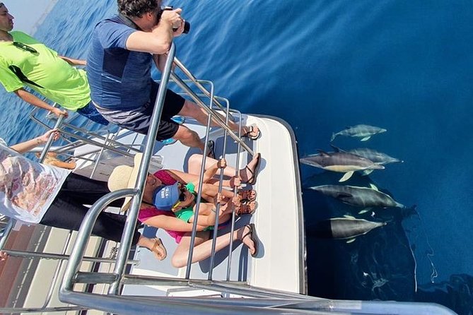 From Lagos: Dolphin Watching Cruise on a Catamaran - Wildlife time: dolphins, possible whales, and why you do not stay forever