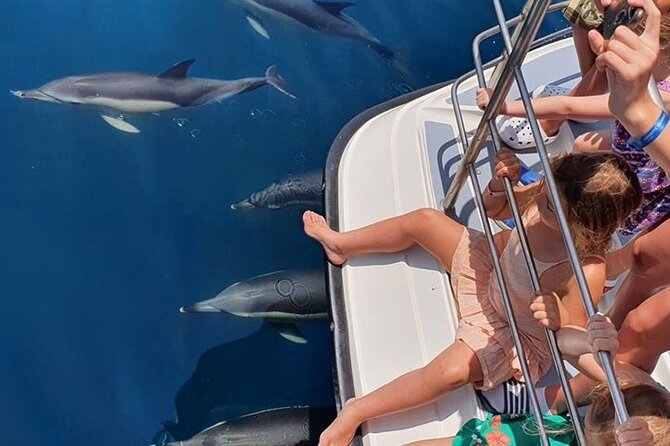From Lagos: Dolphin Watching Cruise on a Catamaran - Sea conditions: comfort strategies and why cancellations happen