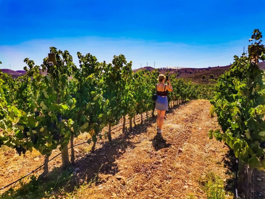 From Lagos: Small-Group 4-Hour Wine Tasting Tour - The drive back: orange groves, cork trees, and village vibes