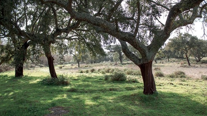 From Lisbon to Alentejo: Évora and Megaliths Full-Day Tour - Lunch and free time at Praca do Giraldo: the smart built-in pause