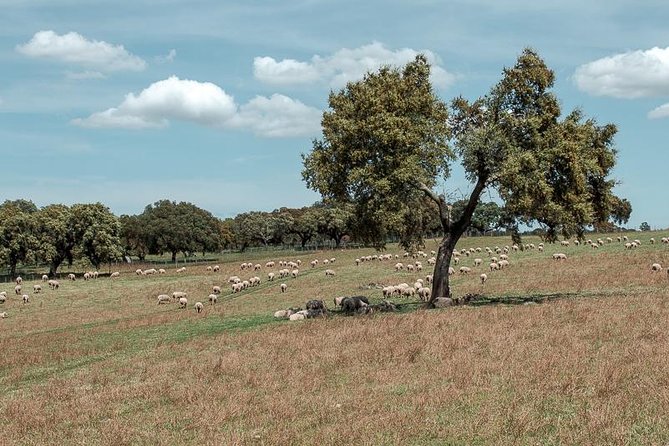 From Lisbon to Alentejo: Évora and Megaliths Full-Day Tour - Driving back across Lisbon and a final viewpoint moment