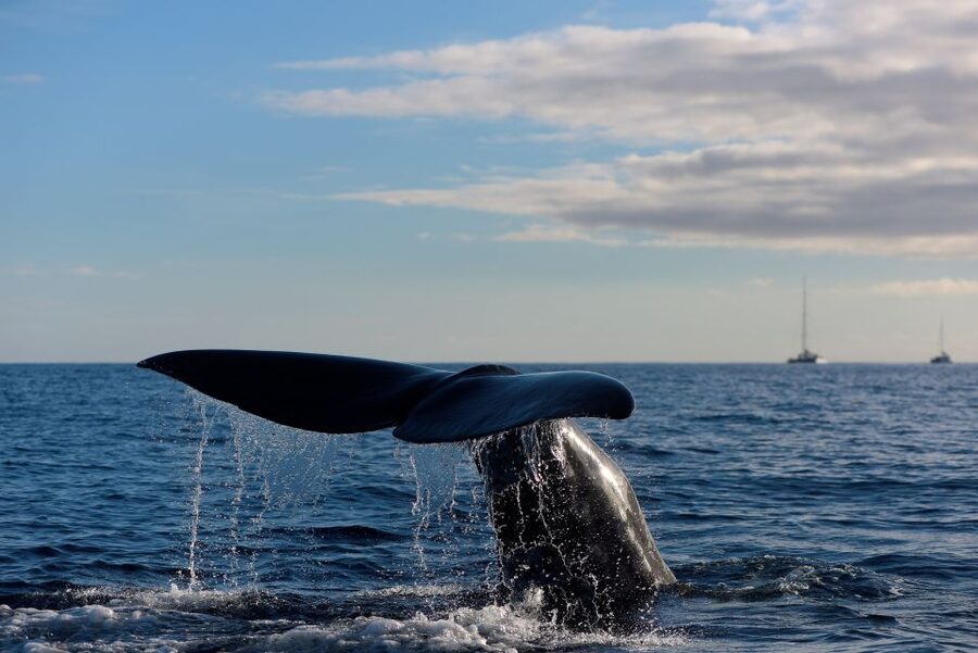 From Machico: Madeira Whale and Dolphin Watching Boat Tour - Key Things I’d Prioritize on This Madeira Dolphin Tour