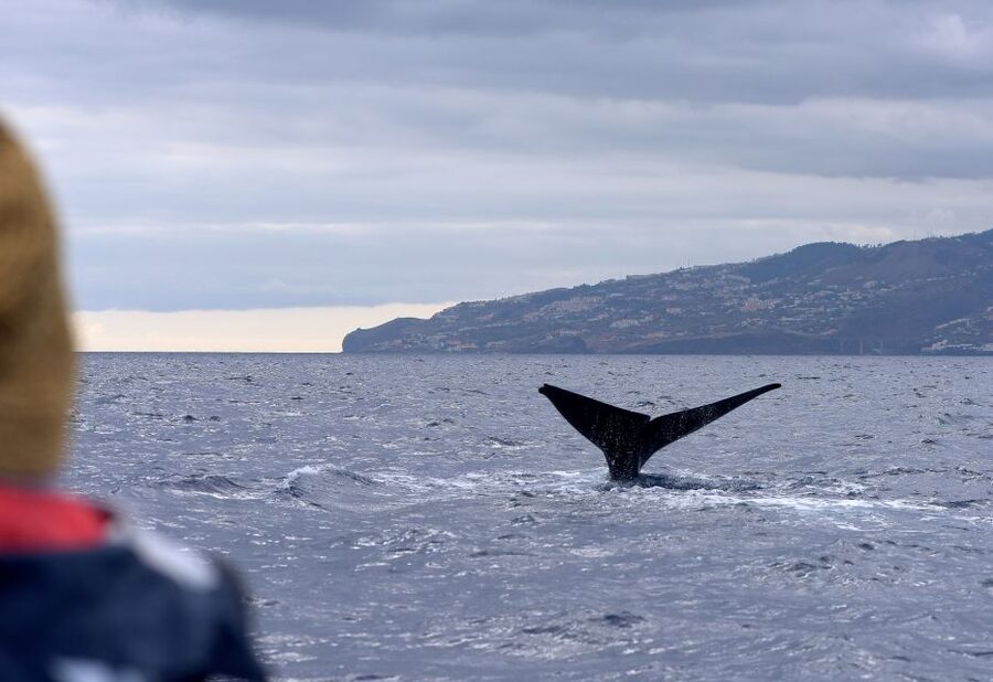 From Machico: Madeira Whale and Dolphin Watching Boat Tour - The 2 to 2.5 Hour Plan: What Happens When You’re Moving