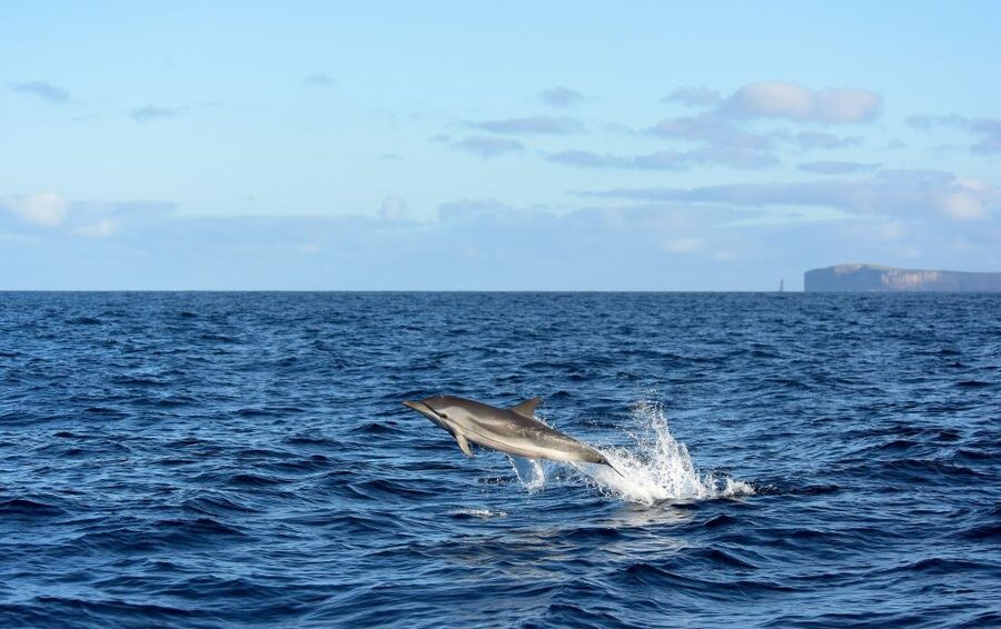 From Machico: Madeira Whale and Dolphin Watching Boat Tour - Madeira’s Whale and Dolphin Search: More Than Just Dolphins