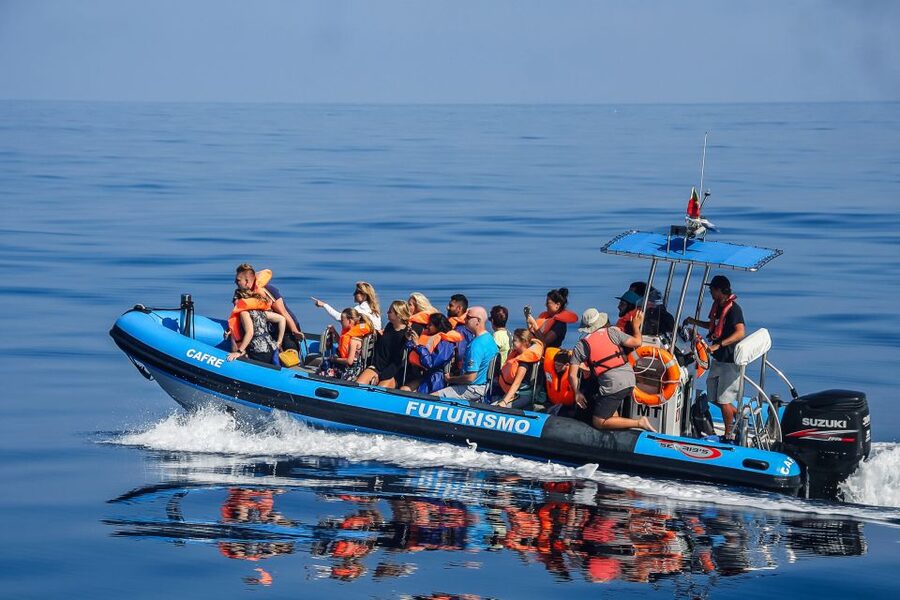 From Ponta Delgada: Whale and Dolphin Watching Trip - Key Things That Make This Trip Worth Your Time