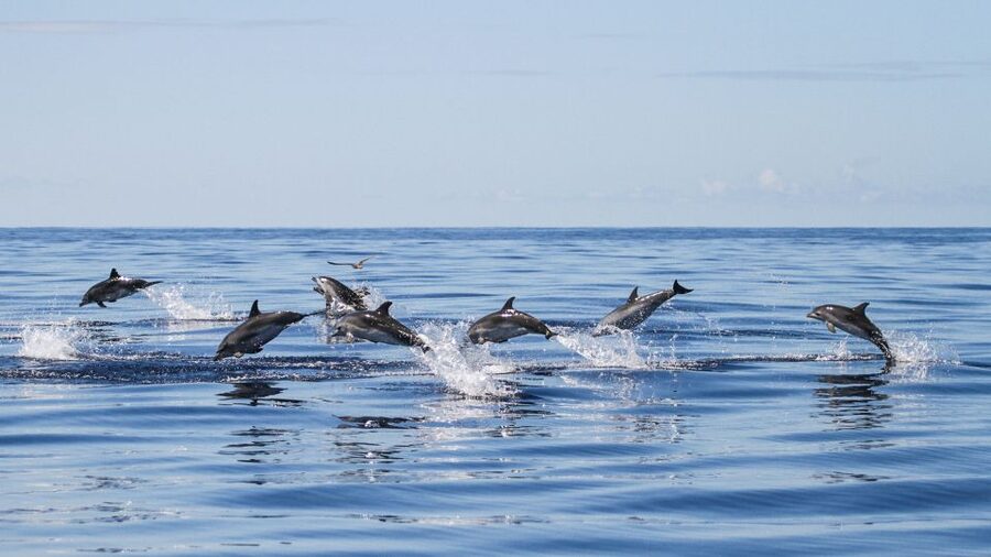 From Ponta Delgada: Whale and Dolphin Watching Trip - Where You Start: Futurismo Azores Adventures at Portas do Mar