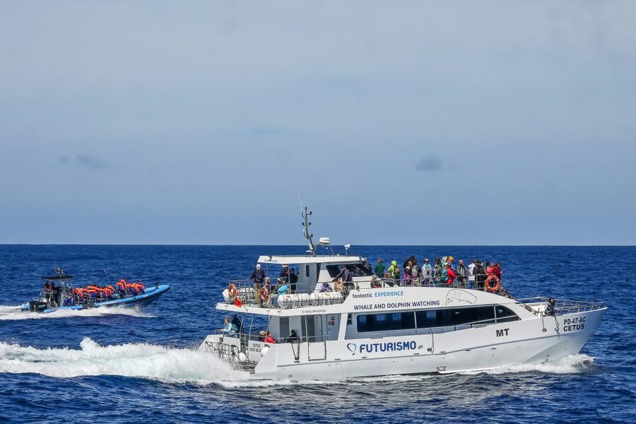 From Ponta Delgada: Whale and Dolphin Watching Trip - Catamaran vs Zodiac: How Your Boat Choice Changes the Experience