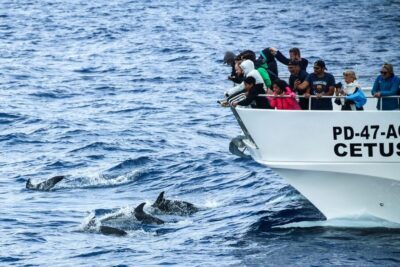 Whale and Dolphin Watching Trip