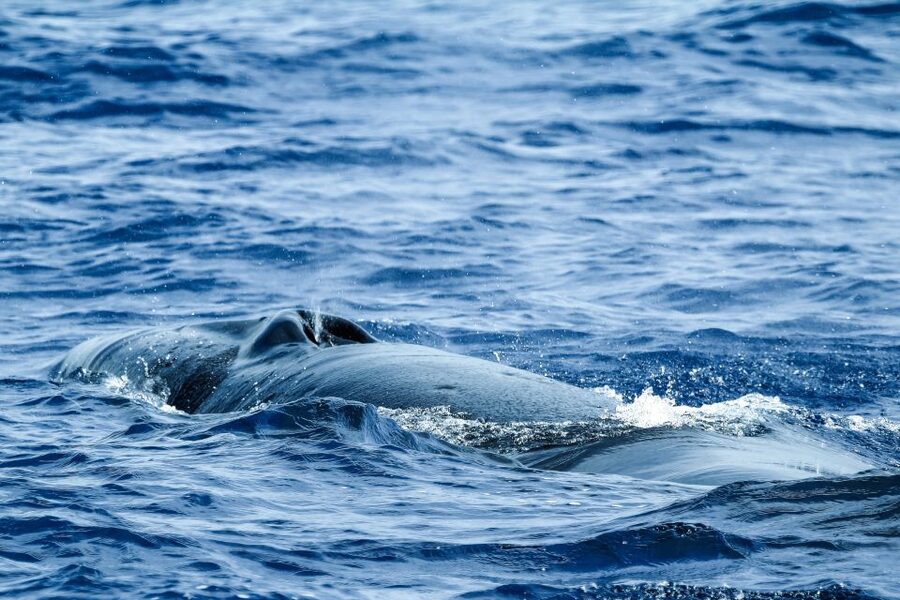 From Ponta Delgada: Whale and Dolphin Watching Trip - What You Might See Off São Miguel: Species, Seasons, and Realistic Expectations