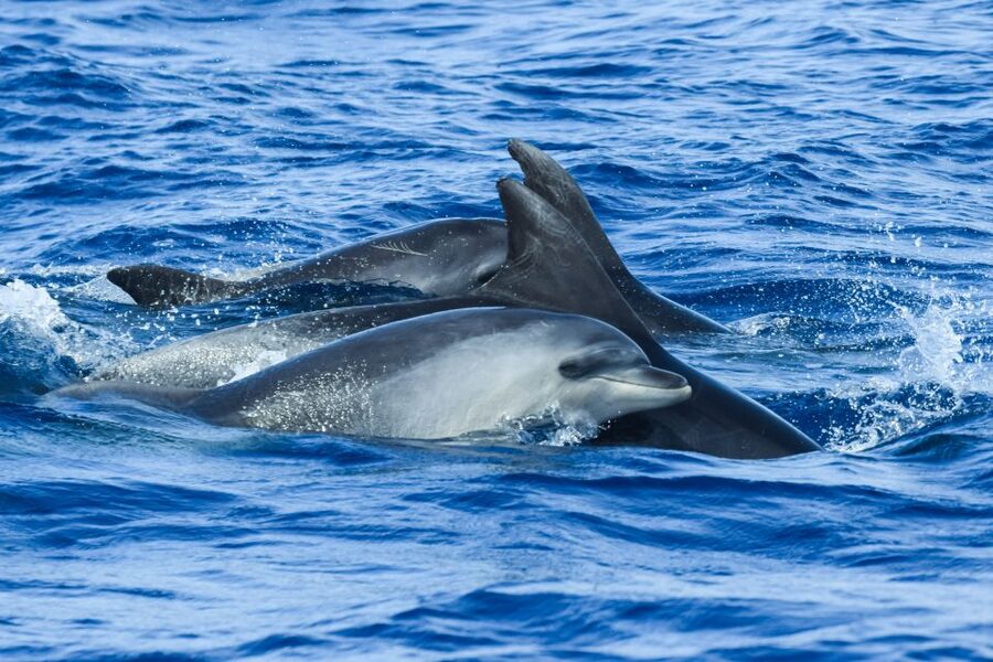 From Ponta Delgada: Whale and Dolphin Watching Trip - Price and Value at About $82, Plus What to Bring