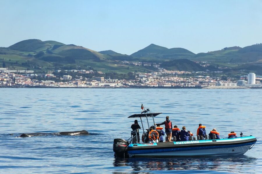 From Ponta Delgada: Whale and Dolphin Watching Trip - Should You Book This Ponta Delgada Whale Watching Trip?