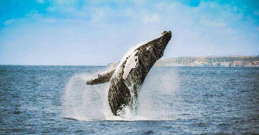 From Ponta Delgada: Whale and Dolphin Watching Trip - FAQ