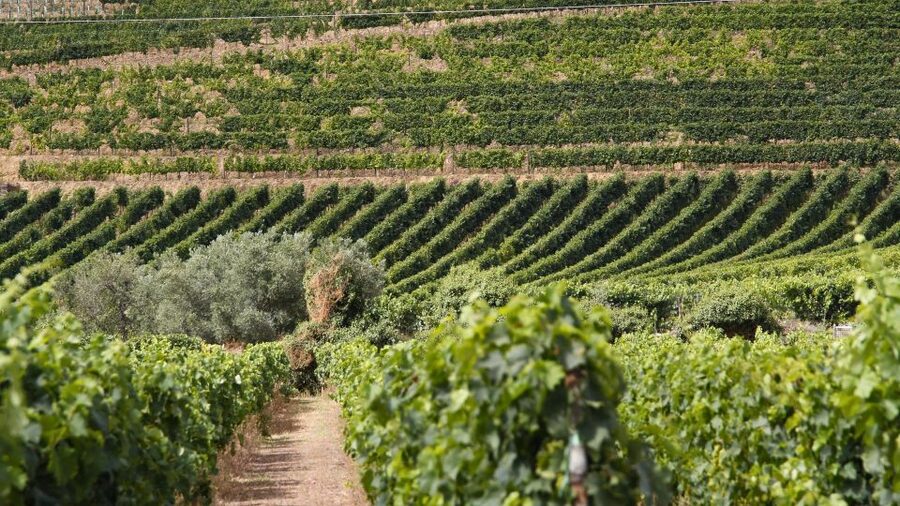 From Porto: 2 Wine Regions, Farm Lunch, and Boat Ride - Farm Lunch in Sabrosa: Where the Douro Turns to Food