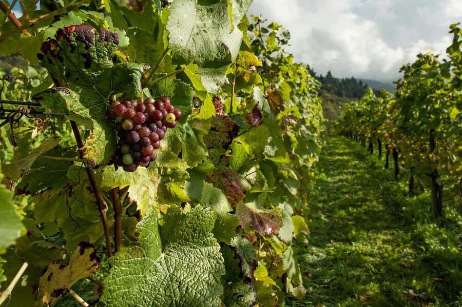 From Porto: 2 Wine Regions, Farm Lunch, and Boat Ride - Pinhão Rabelo Boat Cruise: 50 Minutes That Change the Day