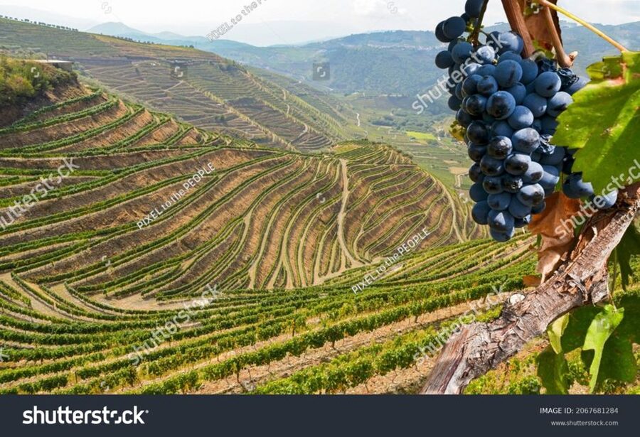 From Porto: Full-Day Douro Historical Tour - Pinhão river cruise, the hour you remember later