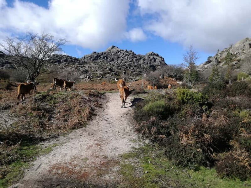 From Porto: Hike & Swim in Gerês National Park - Gerês natural pools: why this hike feels worth it