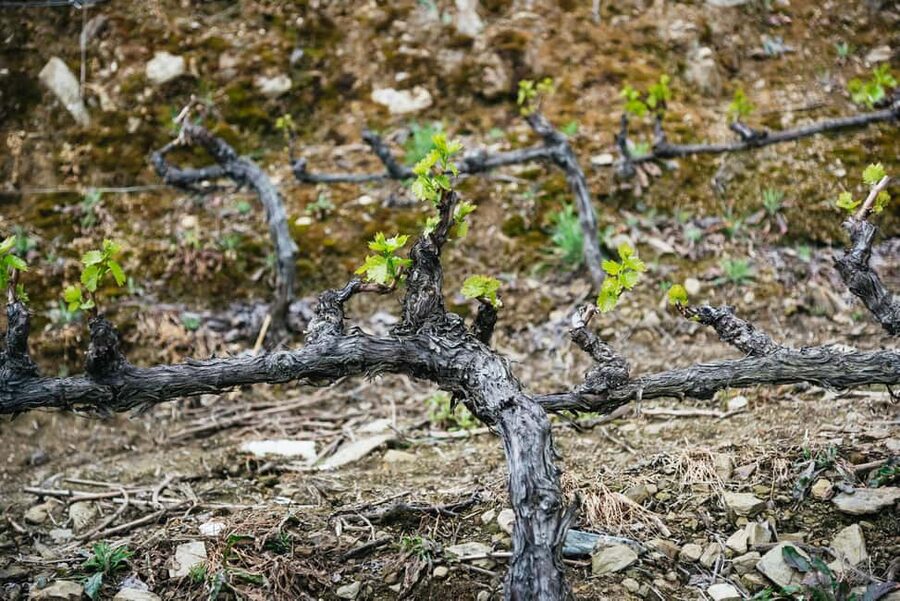 From Porto: Small Group Douro Valley Tour with Wine & Cruise - A Short Photo Stop That Can Save Your Memory