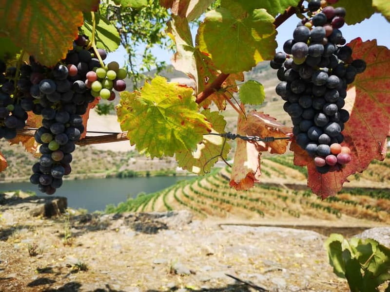 From Porto: Tastings at 2 Wineries, Chef's Lunch & Boat Tour - Two Family Wineries: How This Tasting Program Stays Personal
