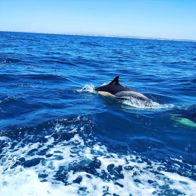 From Vilamoura: 2.5-Hour Benagil Cave and Dolphins Boat Tour - Key points before you book