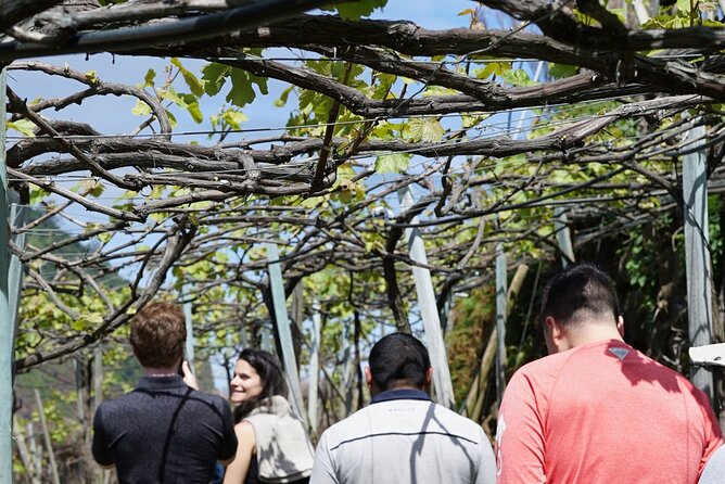 Full-Day Madeira Wine Tasting Tour with Lunch - Should You Book This Madeira Wine Tasting Tour?