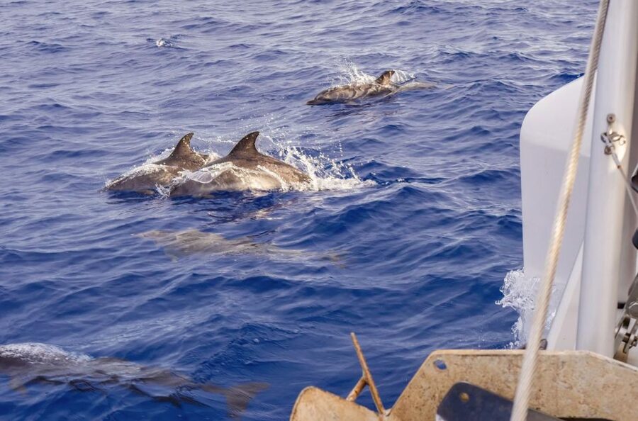 Funchal Bay: Dolphin & Whale Watch Luxury Catamaran Cruise - What the Luxury Catamaran Experience Actually Feels Like
