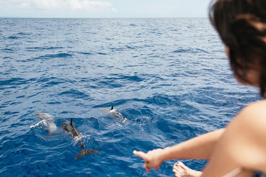 Funchal Bay: Dolphin & Whale Watch Luxury Catamaran Cruise - Price and Value: Why $47 for 3 Hours Can Make Sense