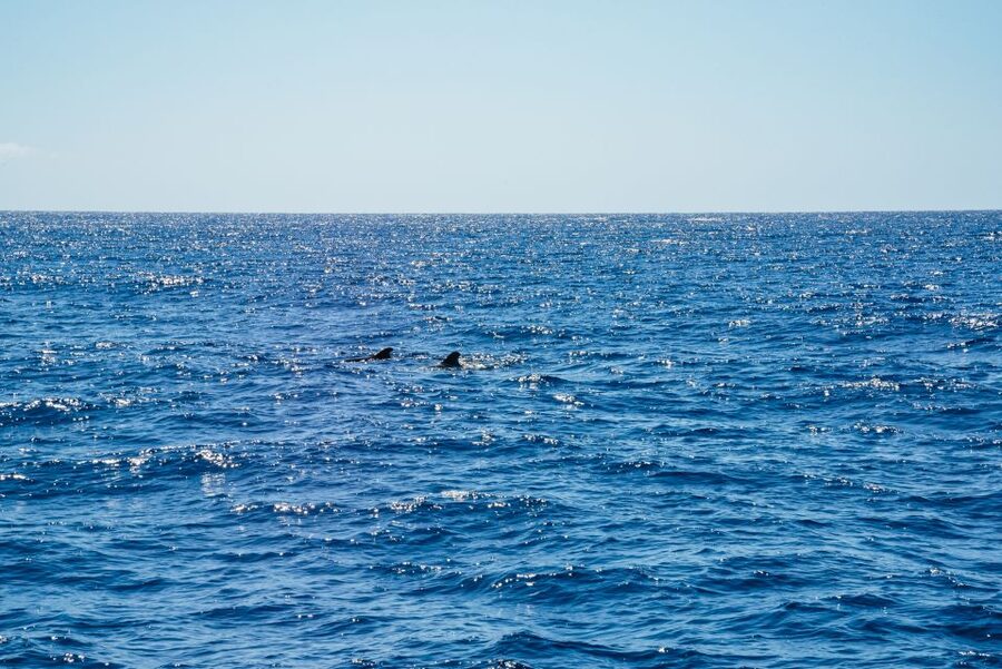 Funchal: Dolphin and Whale Watching by Luxury Catamaran - From Funchal Marina to Cabo Girão: The Route That Makes It Work
