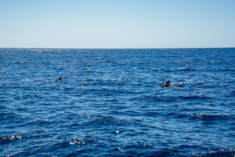 Funchal: Dolphin and Whale Watching by Luxury Catamaran - Photos, Shade, and Watching Without Getting Cramped