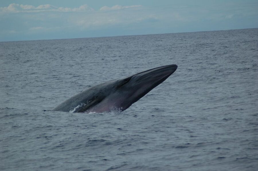 Funchal: Dolphin and Whale Watching Catamaran Cruise - What I Like Most on This Cruise