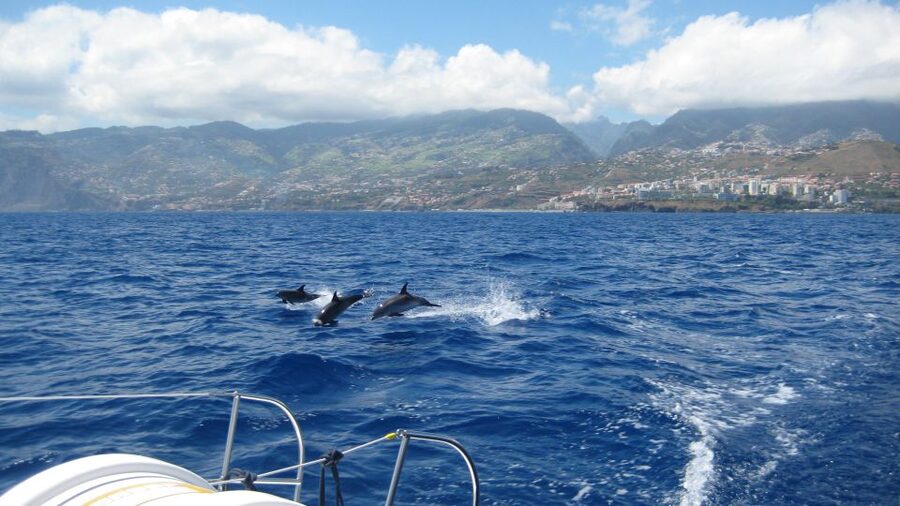 Funchal: Dolphin and Whale Watching Catamaran Cruise - Wildlife Watching With Rules That Protect What You Came For