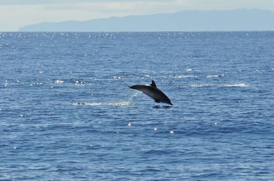 Funchal: Dolphin and Whale Watching Catamaran Cruise - Cabo Girão From the Sea: Panoramas Plus Clear-Water Time