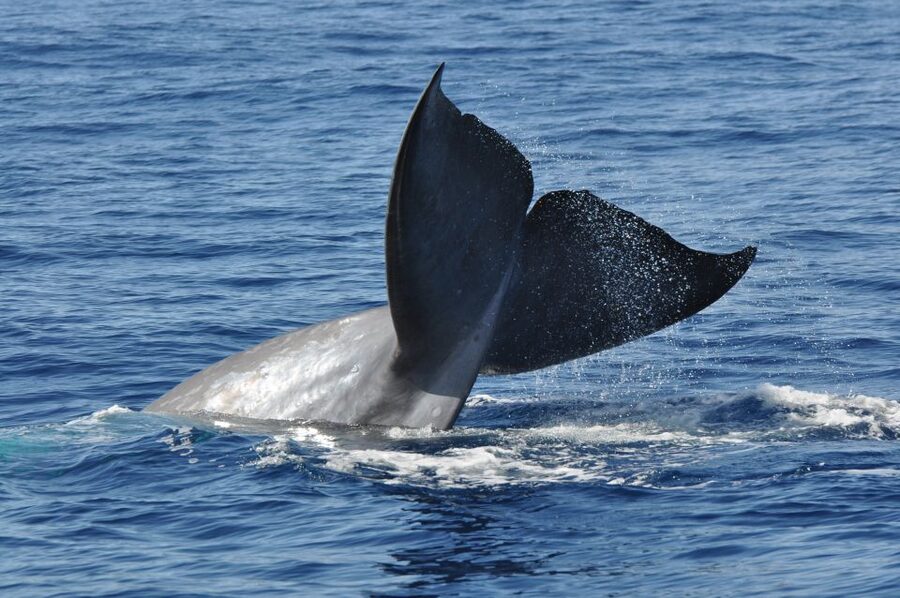 Funchal: Dolphin and Whale Watching Catamaran Cruise - Price and Value: What $41 Is Really Buying You