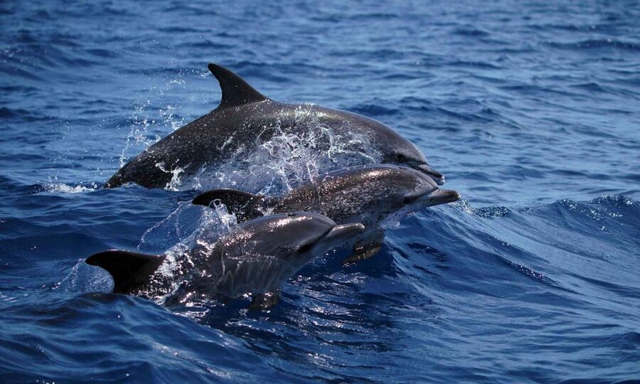 Funchal: Dolphin and Whale Watching Cruise - Key things that make this cruise work