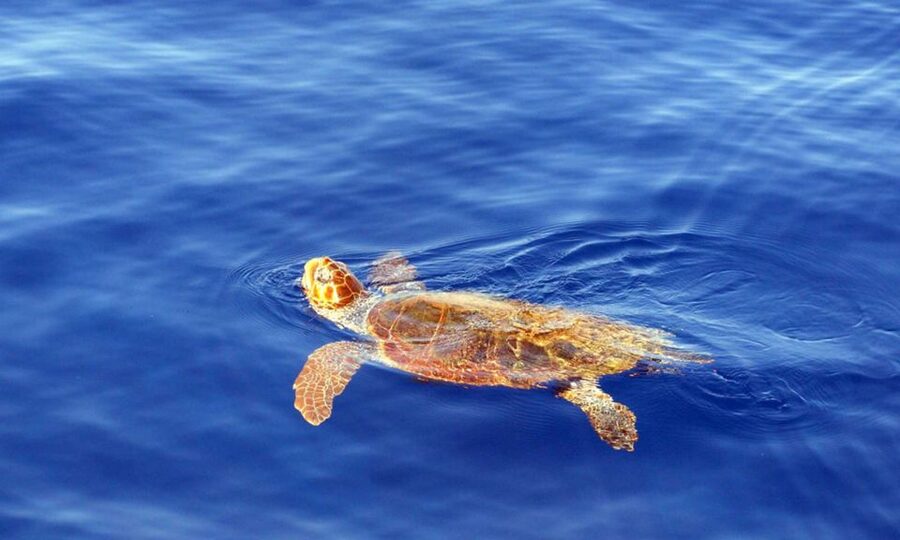 Funchal: Dolphin and Whale Watching Cruise - Should you book the Funchal dolphin and whale cruise?
