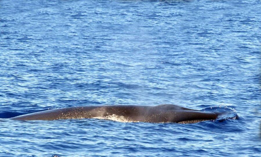 Funchal: Dolphin and Whale Watching Cruise - The 2 hours on the water: what it feels like in practice