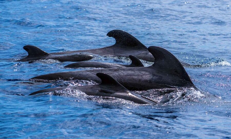 Funchal: Dolphin and Whale Watching Cruise - Guides, spotting teamwork, and the names you might hear
