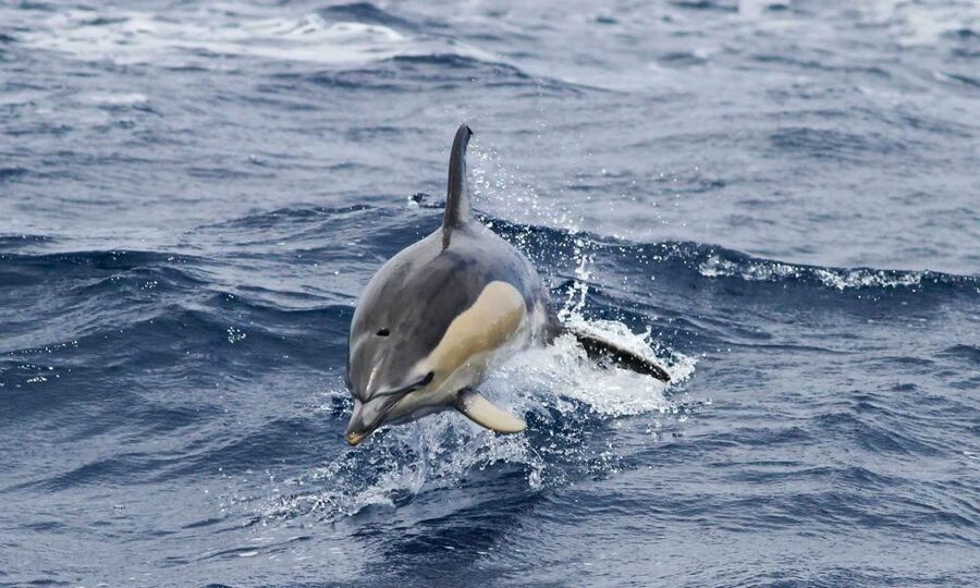 Funchal: Dolphin and Whale Watching Cruise - Value for about $58: why the price makes sense (or not)
