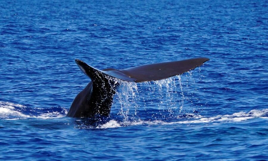 Funchal: Dolphin and Whale Watching Cruise - Practical packing tips so your day stays fun