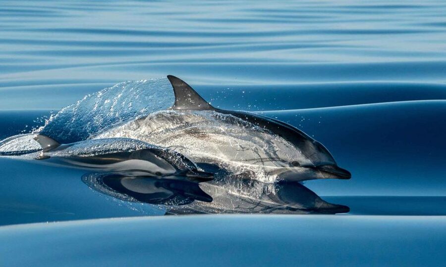 Funchal: Dolphin and Whale Watching Cruise - How the crew finds whales and dolphins without crowding them