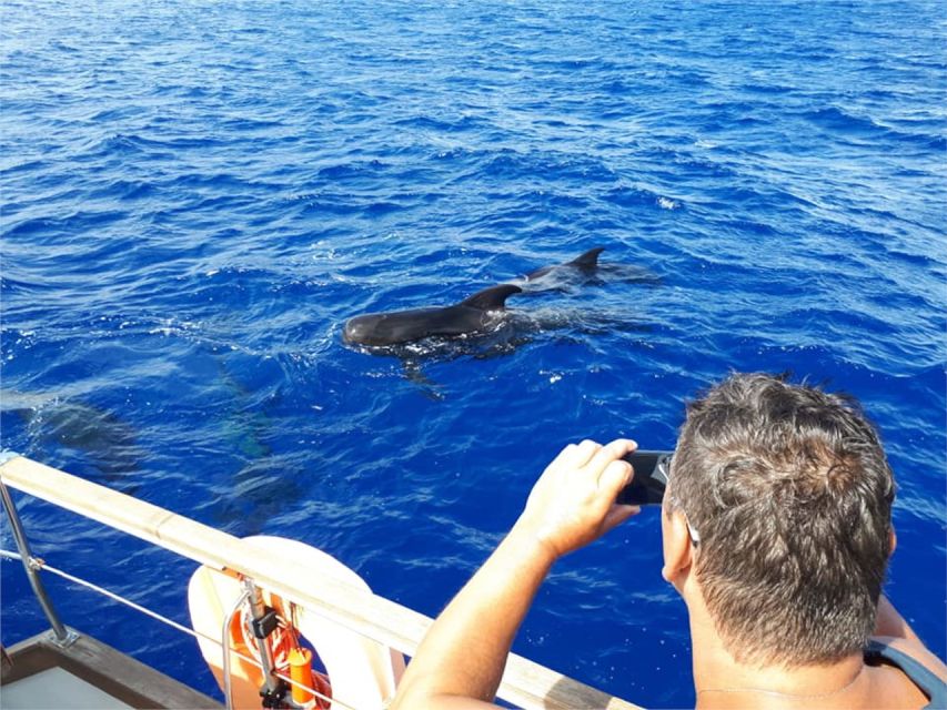 Funchal: Dolphin and Whale Watching Sailing Trip - The swim and snorkeling stop: the part you will probably talk about later