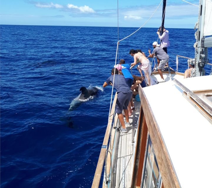 Funchal: Dolphin and Whale Watching Sailing Trip - Onboard setup: small yacht, friendly crew, and a relaxed pace
