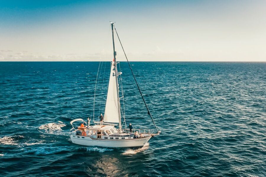 Funchal: Dolphin and Whale Watching Sailing Trip - What you get for the $47 price, and when it feels like a bargain