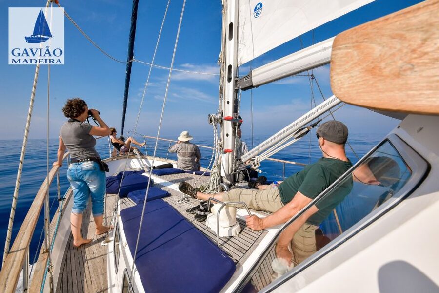 Funchal: Dolphin and Whale Watching Sailing Trip - Who this sailing trip suits best