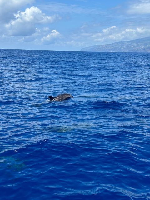 Funchal: RIB Whale Watching Cruise and Optional Dolphin Swim - Price and Value: How $61 Fits This Experience