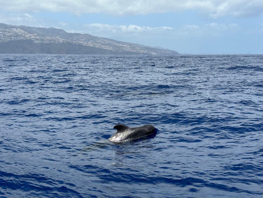 Funchal: RIB Whale Watching Cruise and Optional Dolphin Swim - Private Groups and Family-Friendly Options