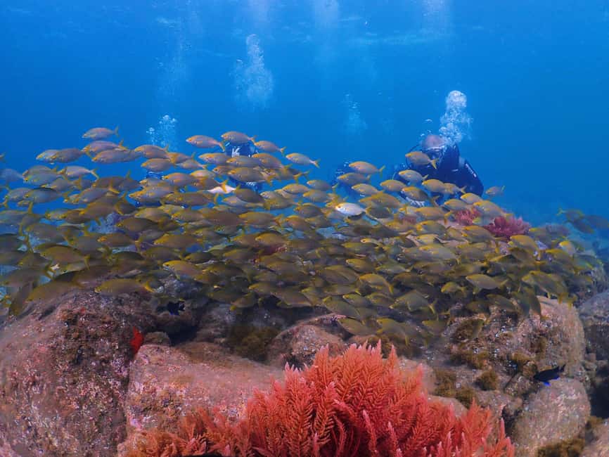 Funchal: Scuba Diving Experience for Beginners - Who should book, and who should skip this scuba course